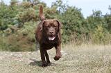 LABRADOR 084